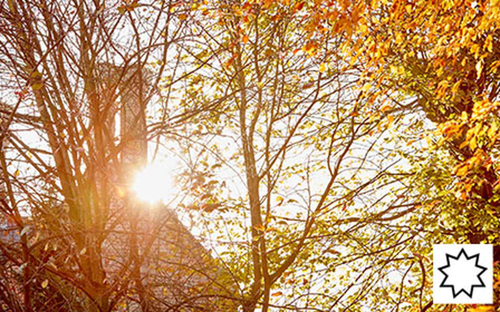 Sunlight shining through tree on campus with Baha'i symbol in bottom right corner 