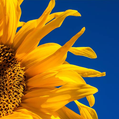 Yellow sunflower against blue sky background. 