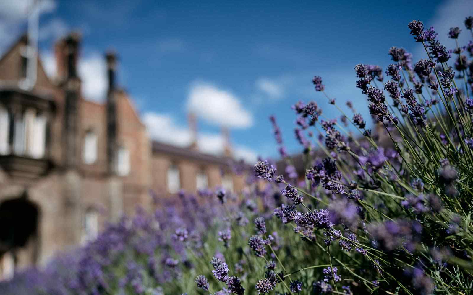 Bank of lavender in flower in front of campus building on Lord Mayors Walk 