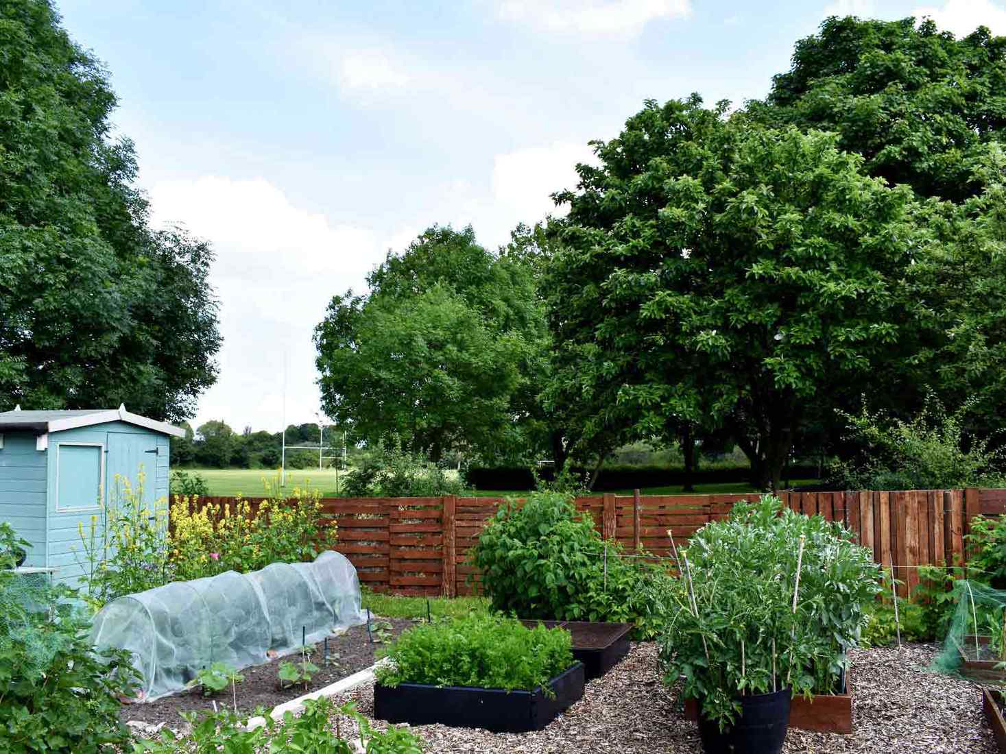 View of an allotment with raised beds and plants 